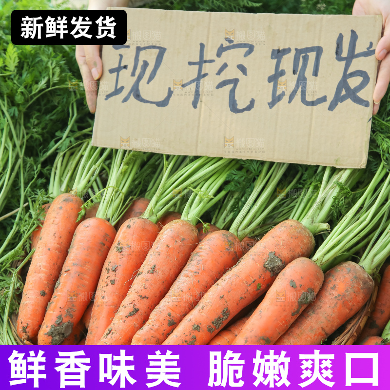 地里的现挖胡萝卜