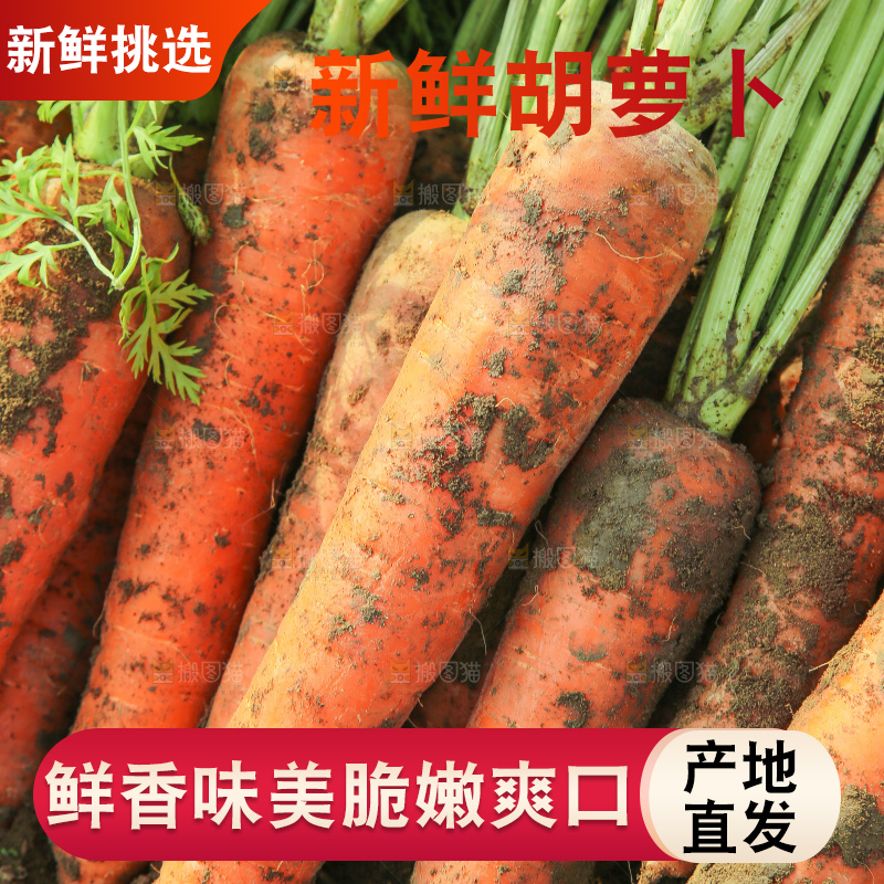 地里的现挖胡萝卜