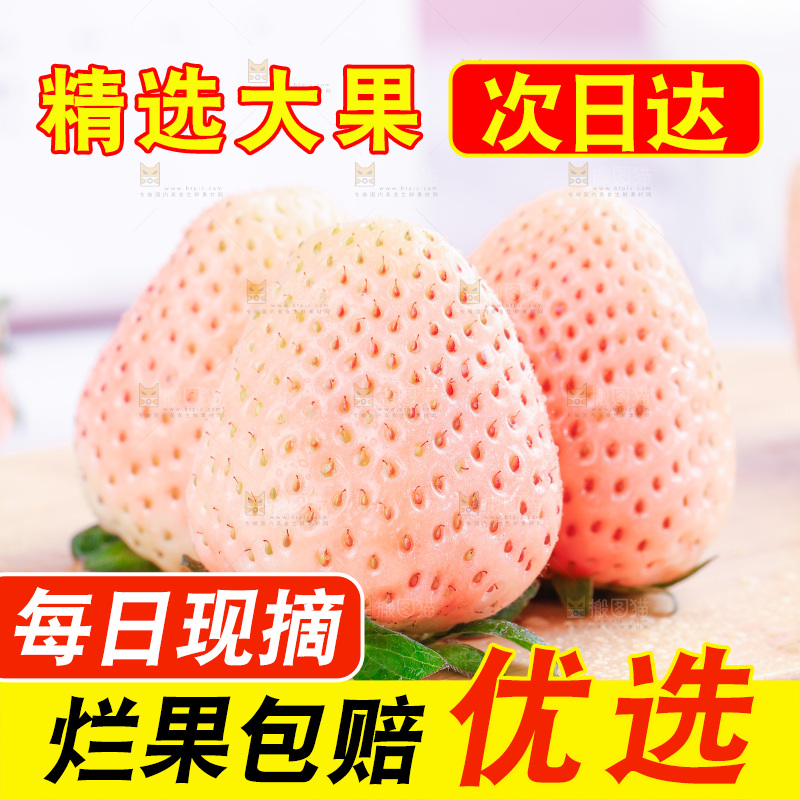 浅底上的淡雪草莓