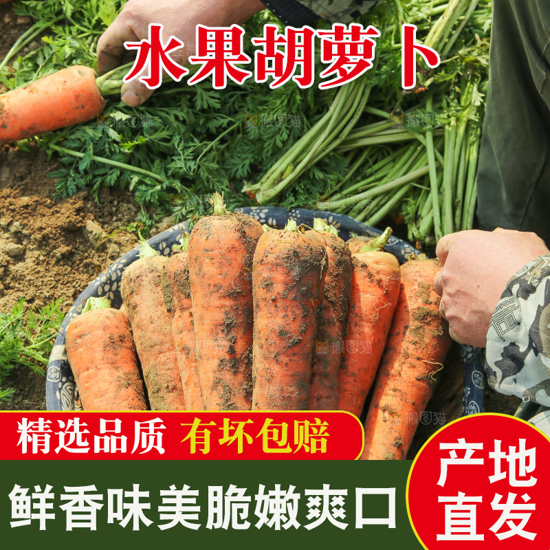 地里的现挖胡萝卜