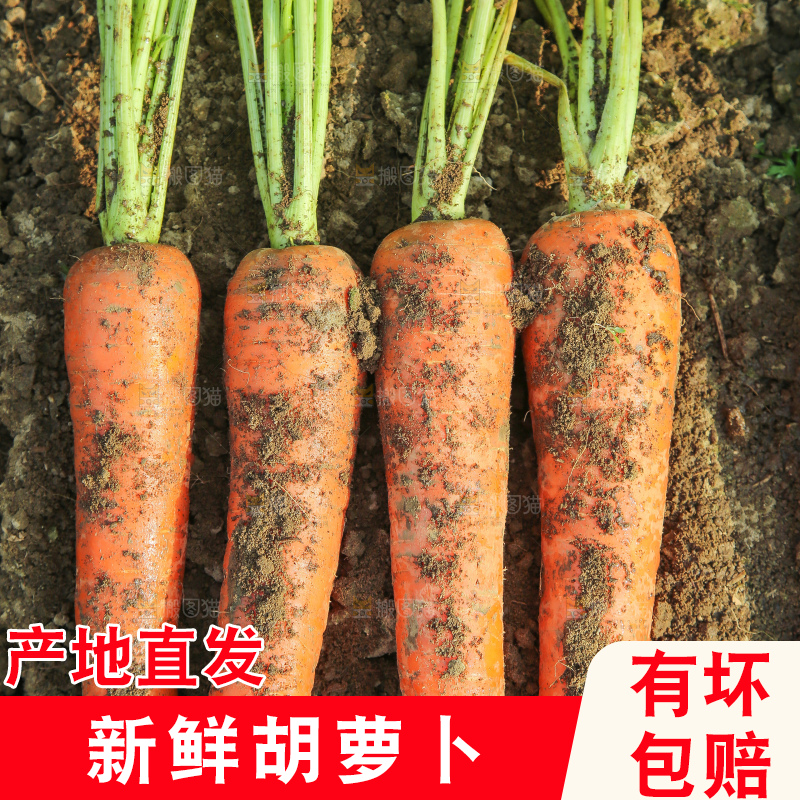 地里的现挖胡萝卜