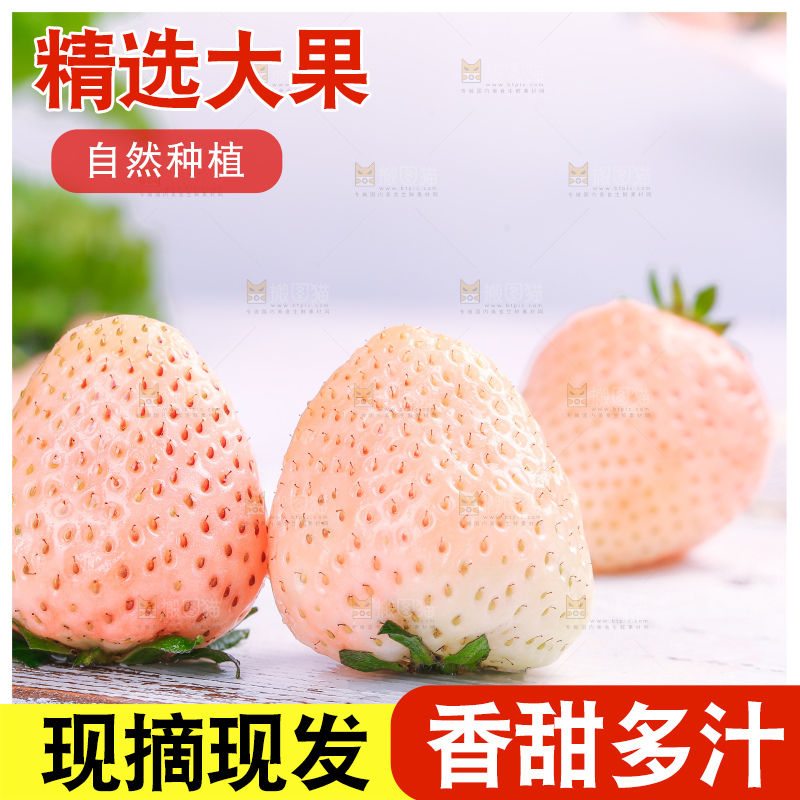 浅底上的淡雪草莓