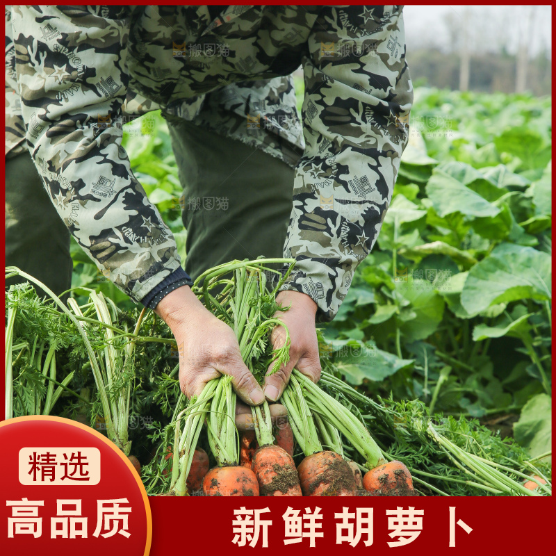 地里的现挖胡萝卜
