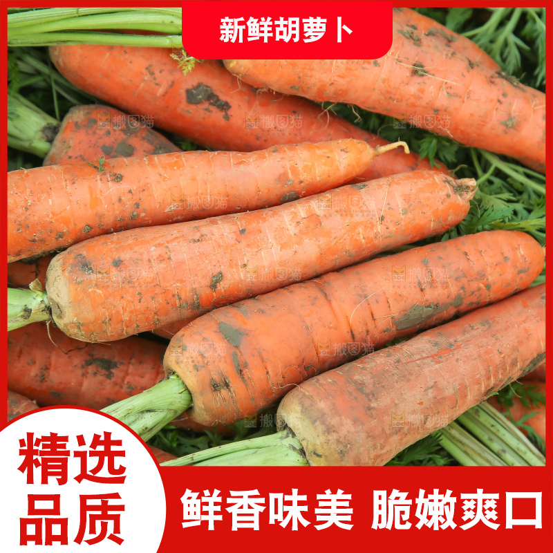 地里的现挖胡萝卜