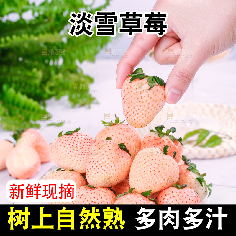 浅底上的淡雪草莓