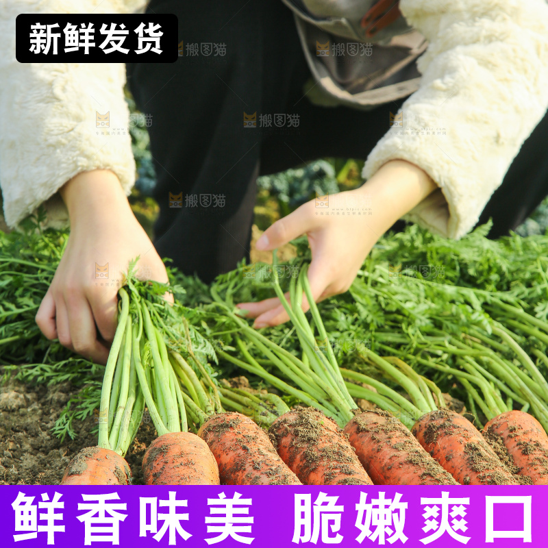 地里的现挖胡萝卜