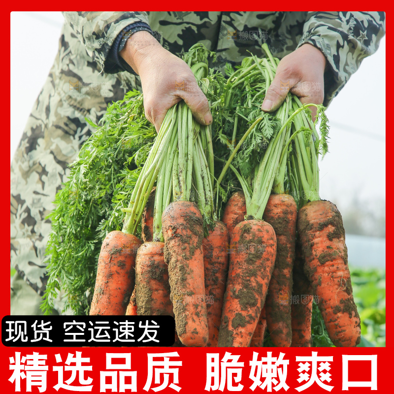 地里的现挖胡萝卜