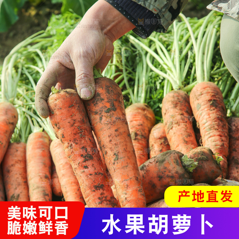 地里的现挖胡萝卜