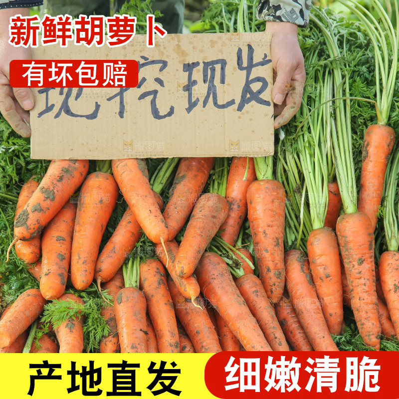 地里的现挖胡萝卜