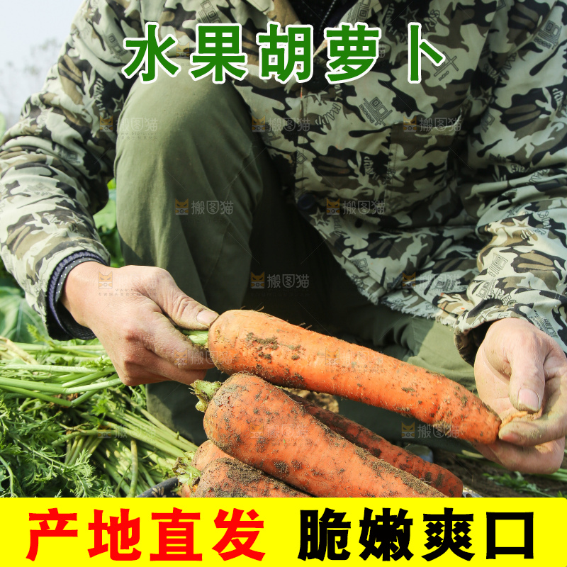 地里的现挖胡萝卜