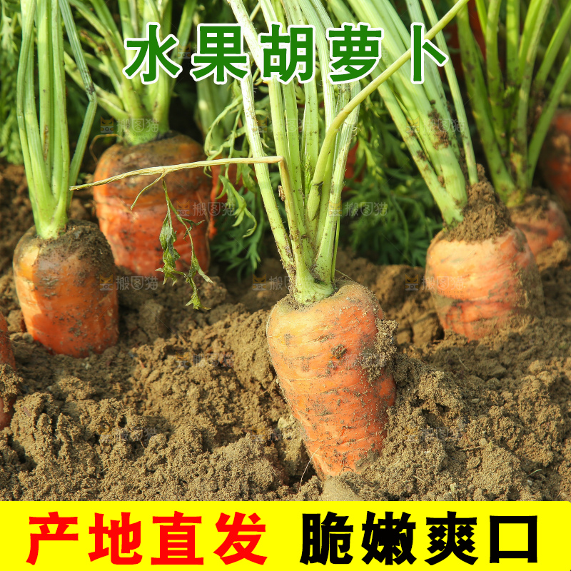 地里的现挖胡萝卜
