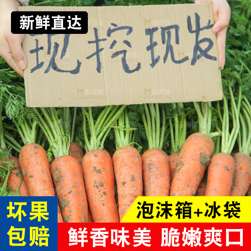 地里的现挖胡萝卜