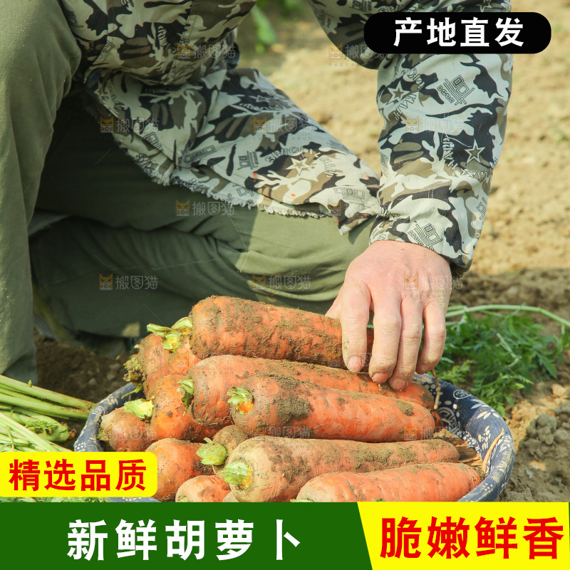 地里的现挖胡萝卜