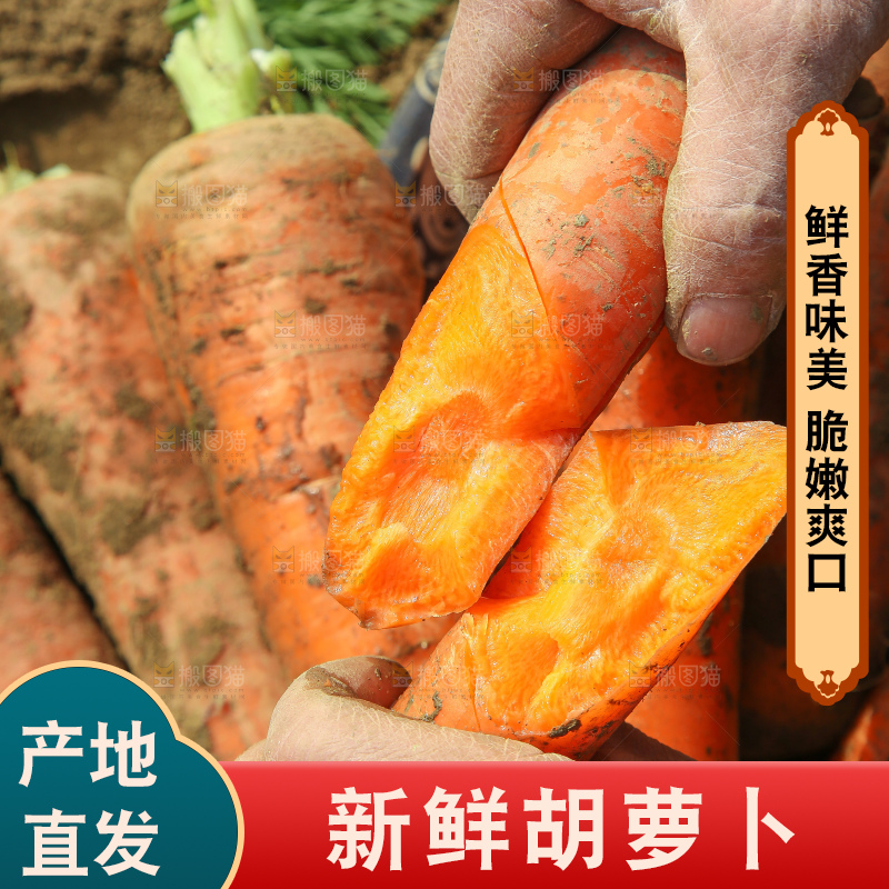 地里的现挖胡萝卜