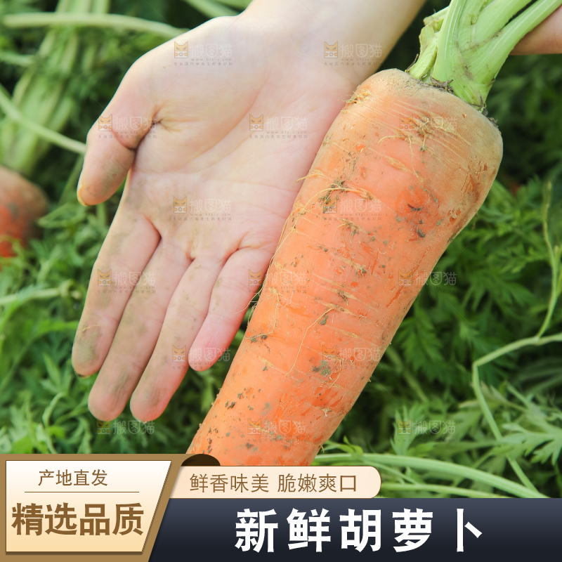 地里的现挖胡萝卜