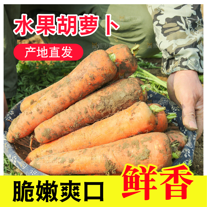 地里的现挖胡萝卜