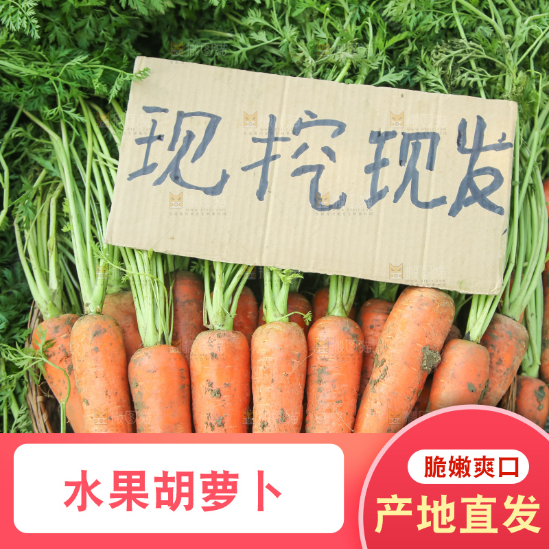 地里的现挖胡萝卜