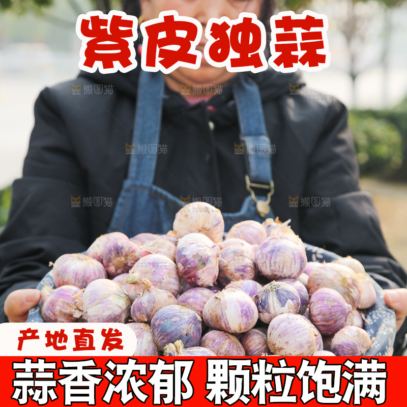 手里拿着紫皮独头蒜