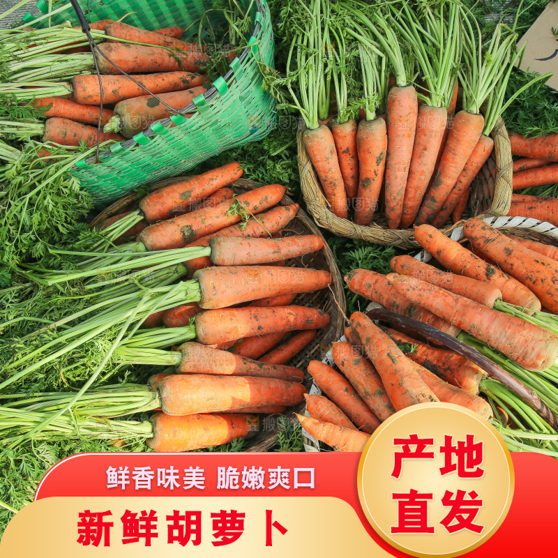 地里的现挖胡萝卜