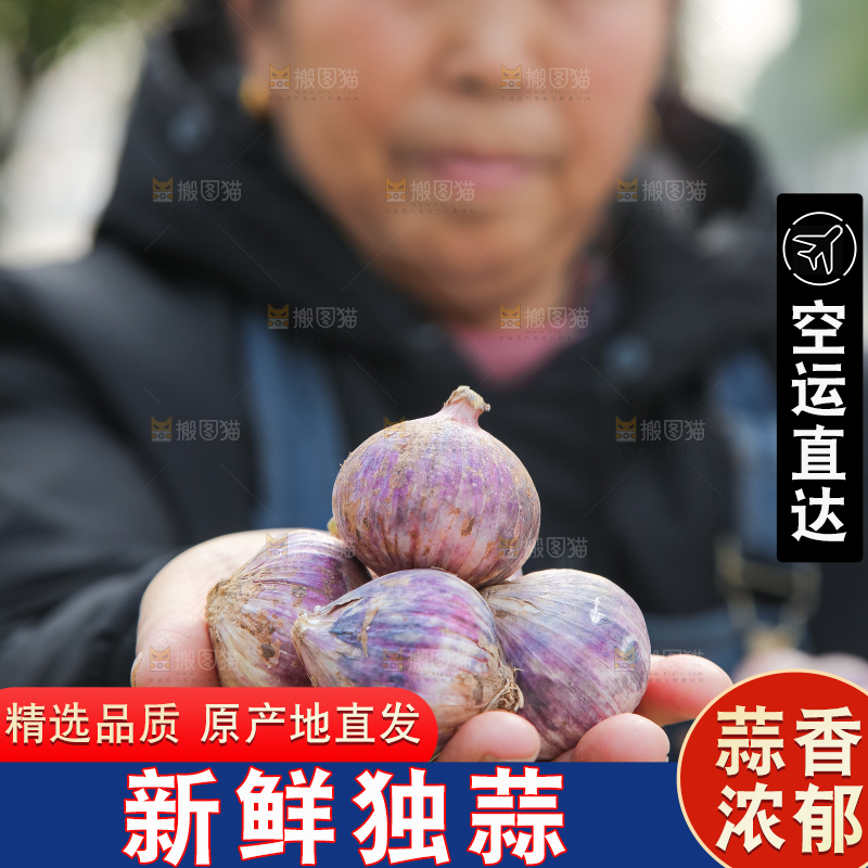 手里拿着紫皮独头蒜