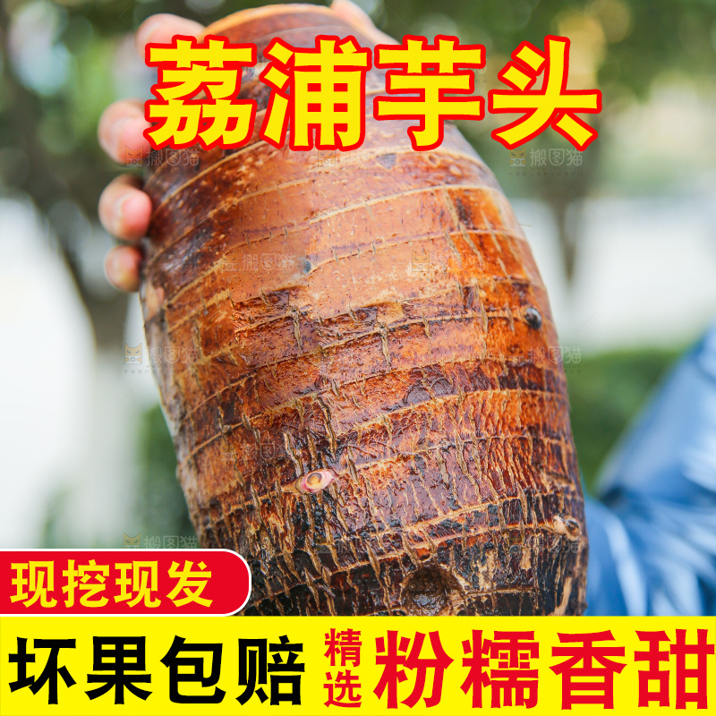 手里拿着荔浦芋头