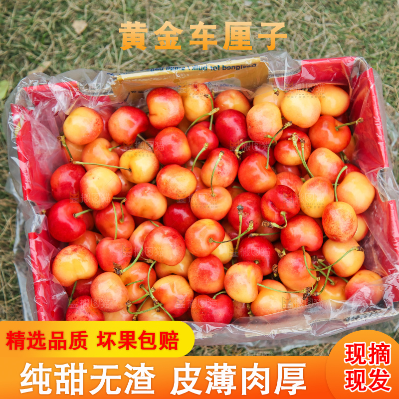手里拿着黄金车厘子