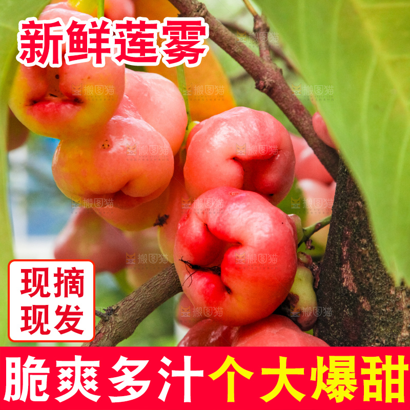 树枝上的莲雾