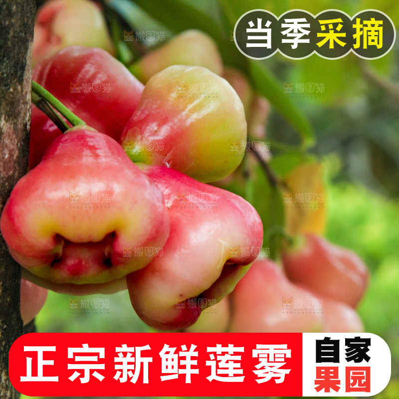 树枝上的莲雾