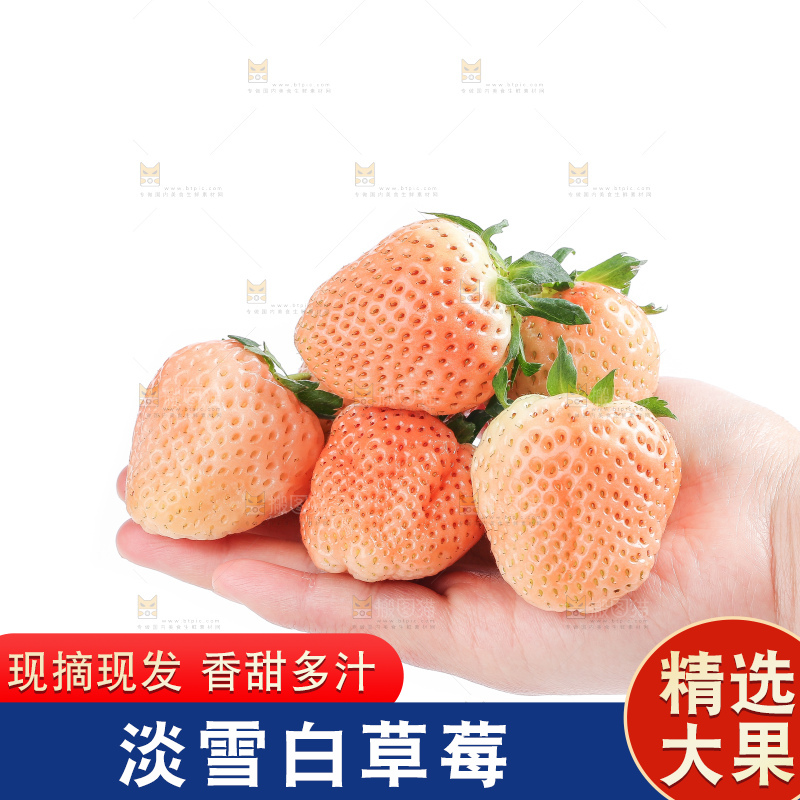 白底上的淡雪草莓