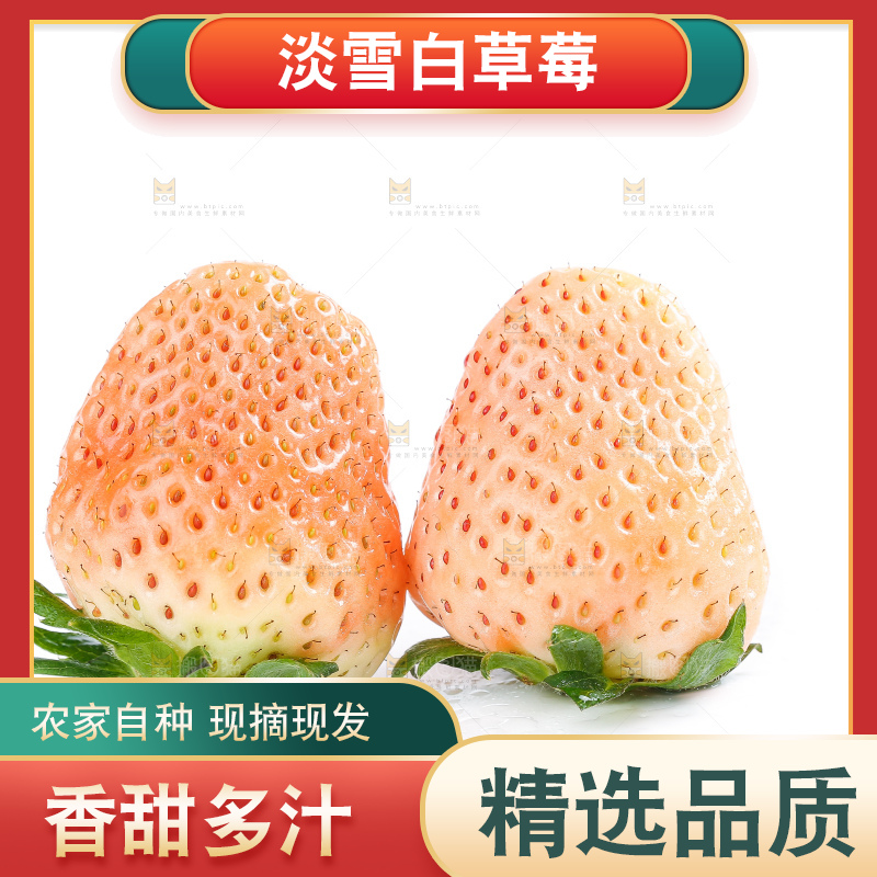 白底上的淡雪草莓