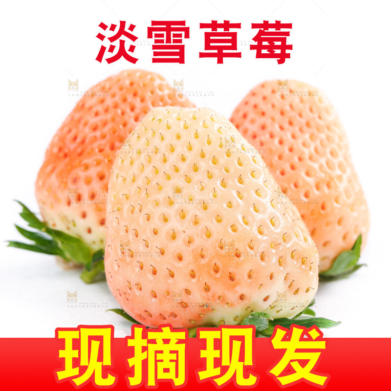 白底上的淡雪草莓