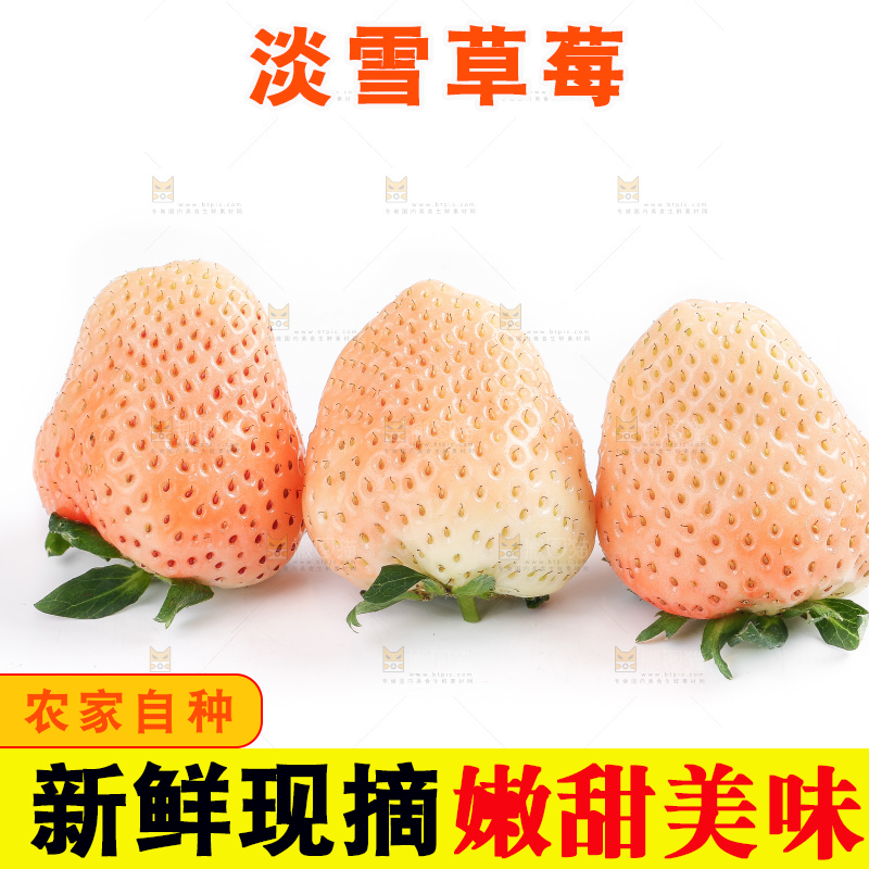 白底上的淡雪草莓