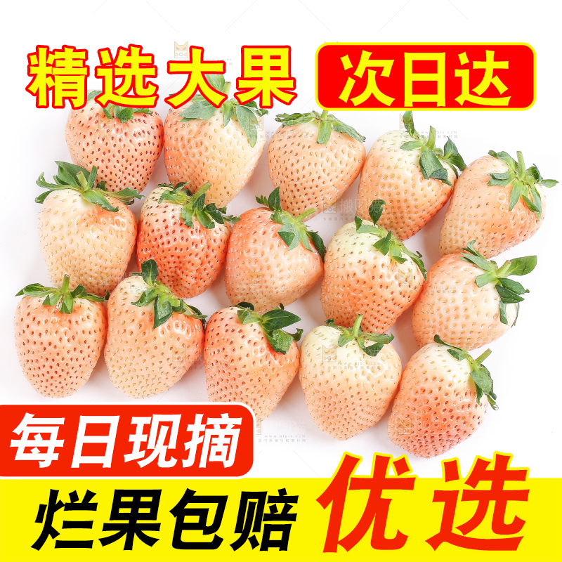 白底上的淡雪草莓