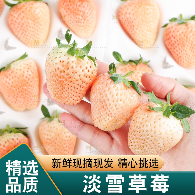 白底上的淡雪草莓