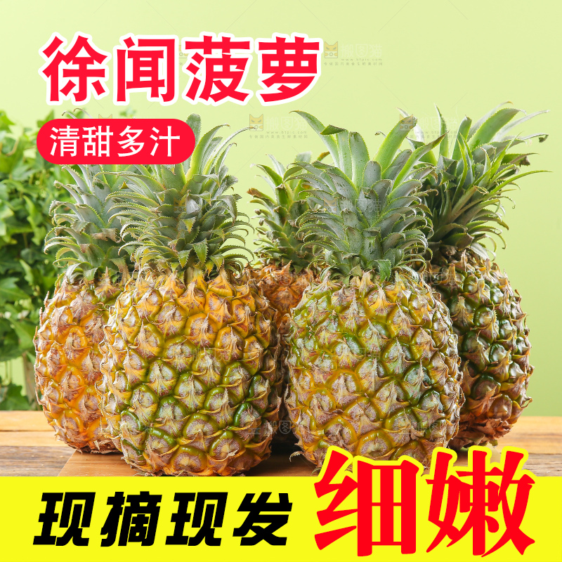 浅底上的徐闻菠萝
