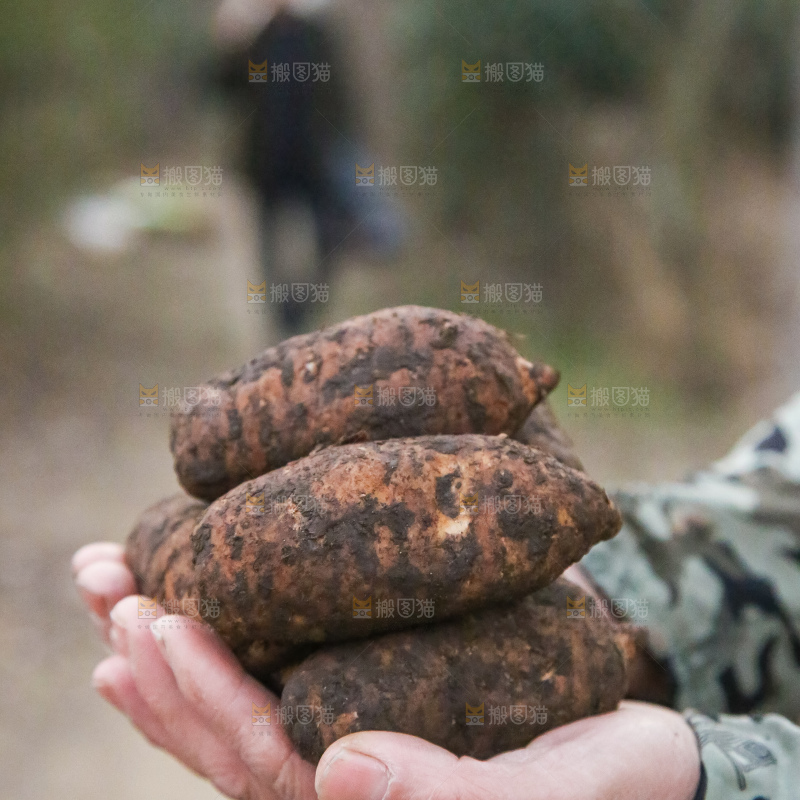 手里拿着新鲜天麻