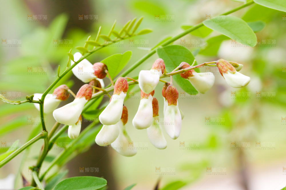 树上的新鲜槐花