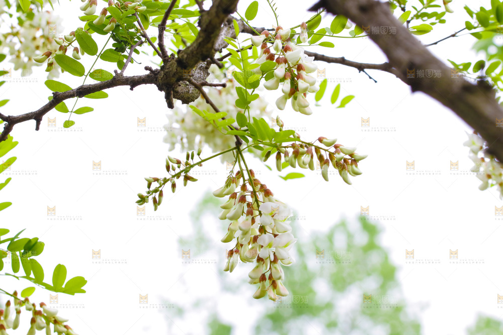 树上的新鲜槐花