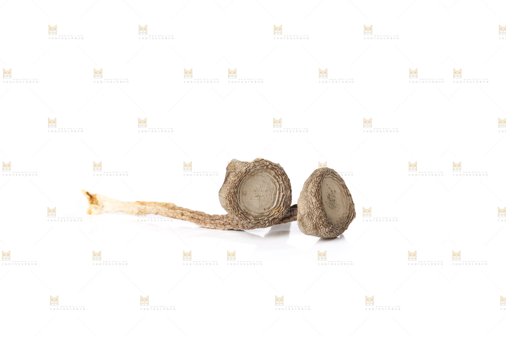白底上的鹿茸菇