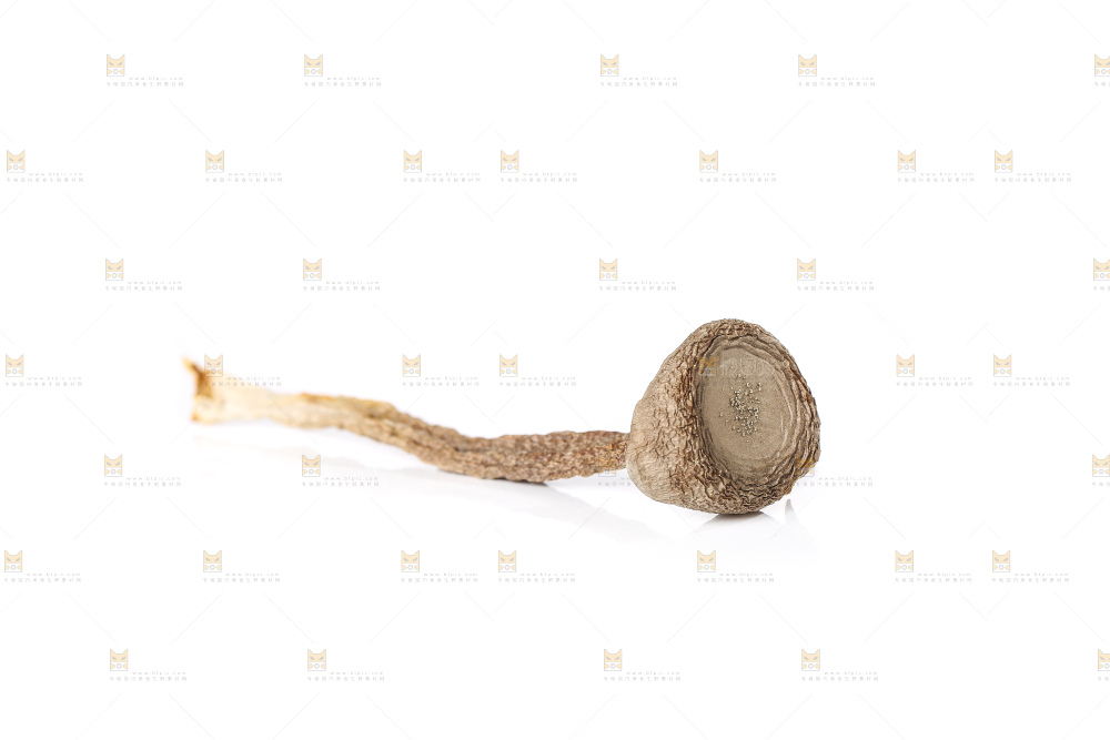 白底上的鹿茸菇