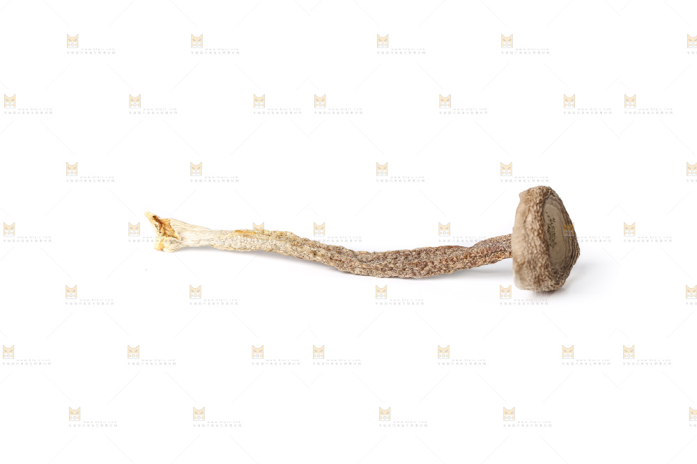 白底上的鹿茸菇