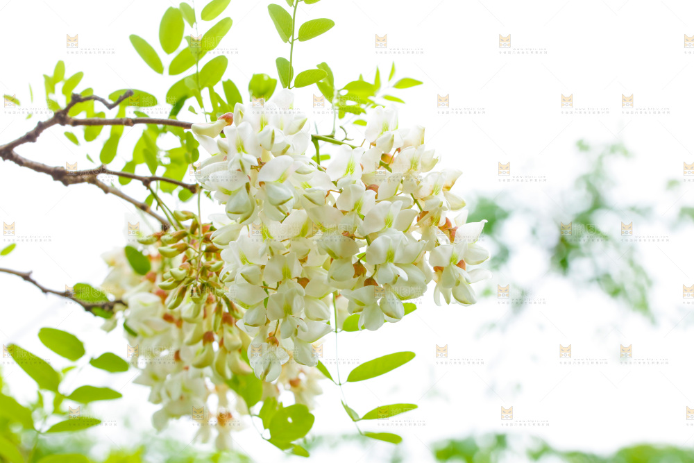 树上的新鲜槐花
