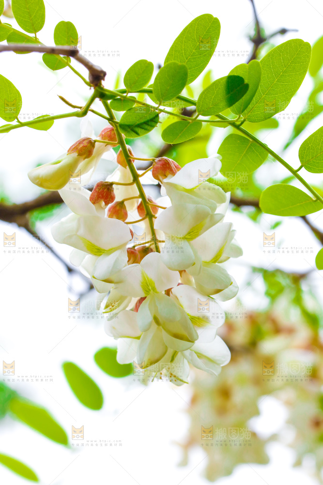 树上的新鲜槐花