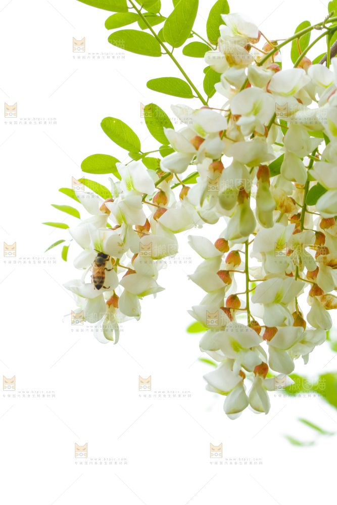 树上的新鲜槐花