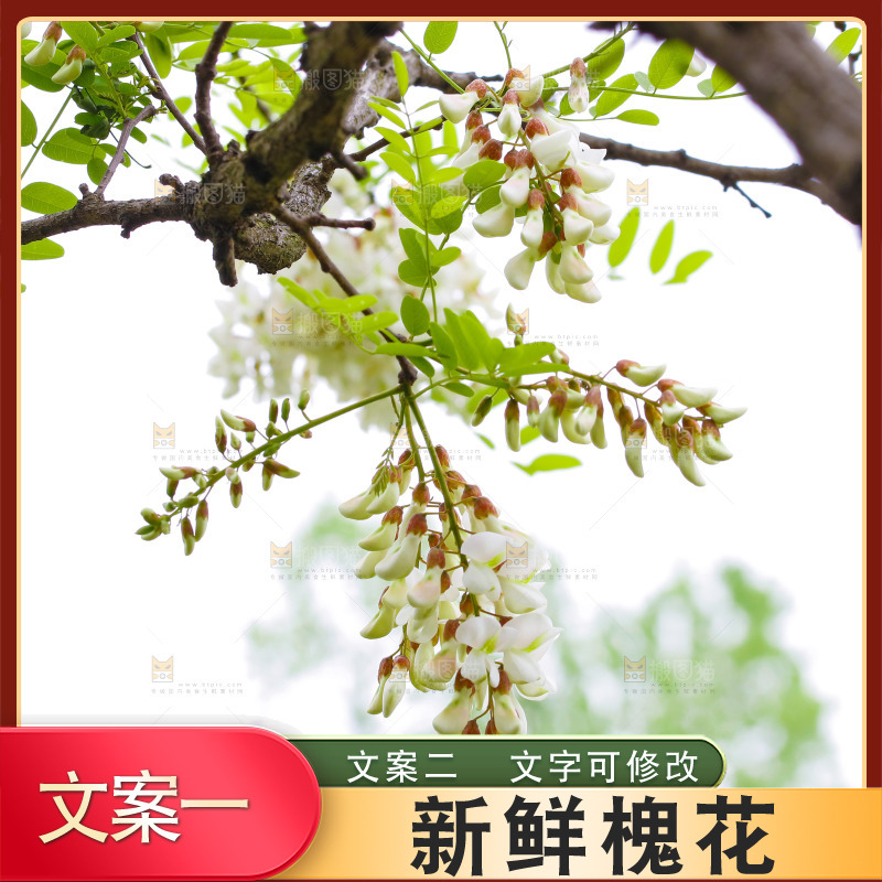 树上的新鲜槐花