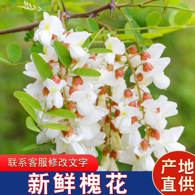 树上的新鲜槐花