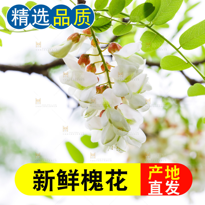 树上的新鲜槐花