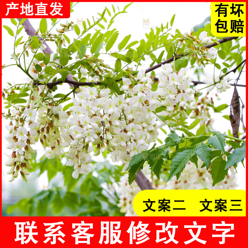 树上的新鲜槐花