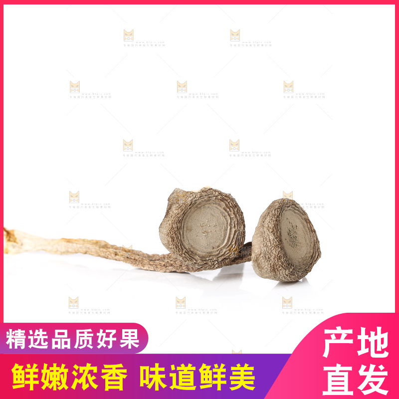 白底上的鹿茸菇
