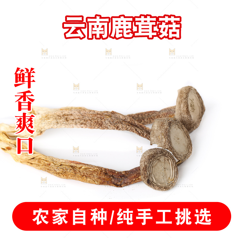 白底上的鹿茸菇